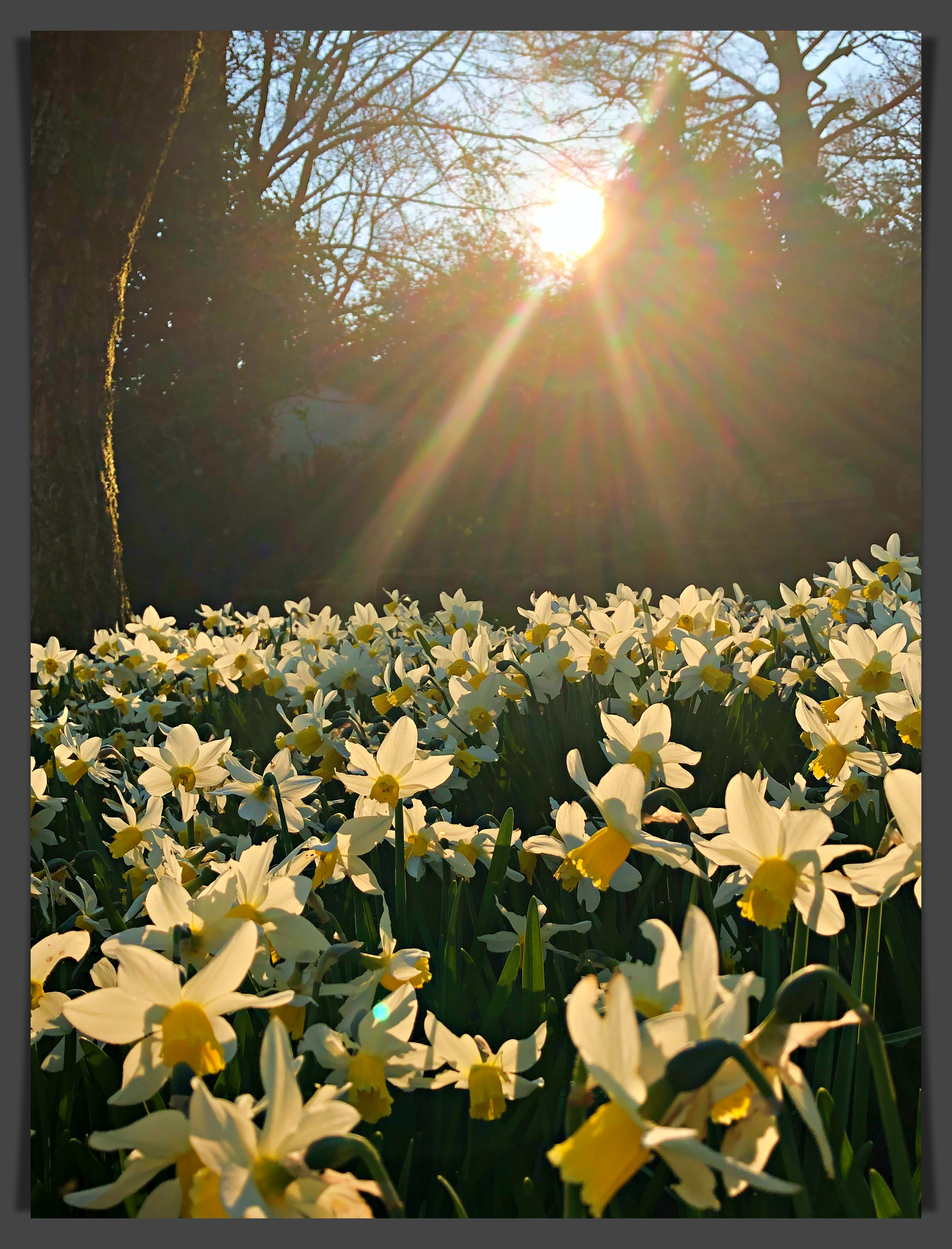 daffs1